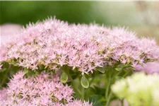 Sedum spectabile 'Brillant'