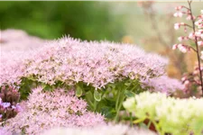 Sedum spectabile 'Brillant'