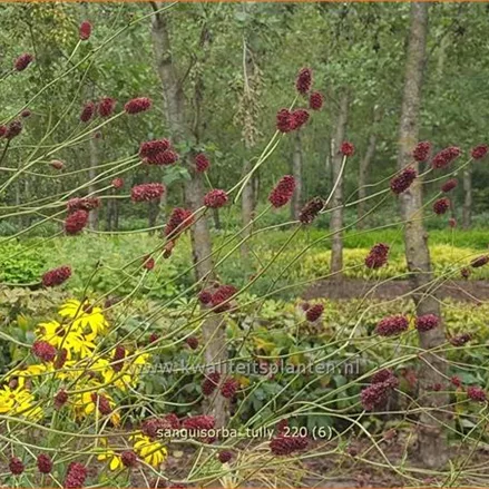 Sanguisorba 'Tully'