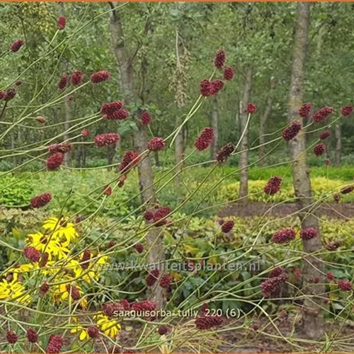 Sanguisorba 'Tully'