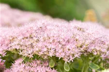 Sedum spectabile 'Brillant'