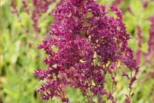 Salvia nemorosa 'Schwellenburg'