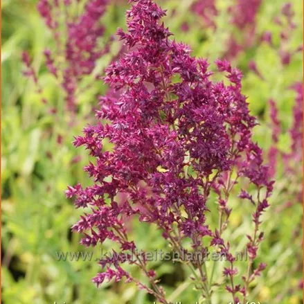 Salvia nemorosa 'Schwellenburg'