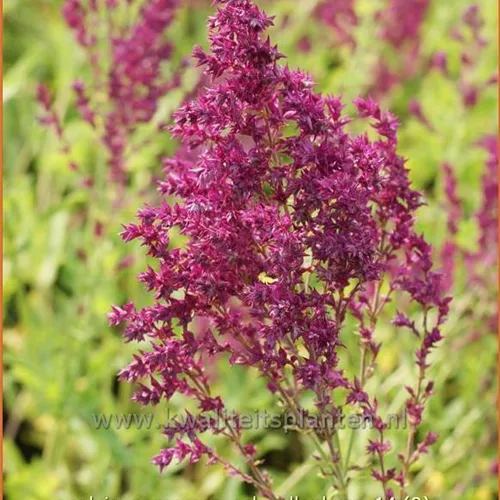 Salvia nemorosa 'Schwellenburg'