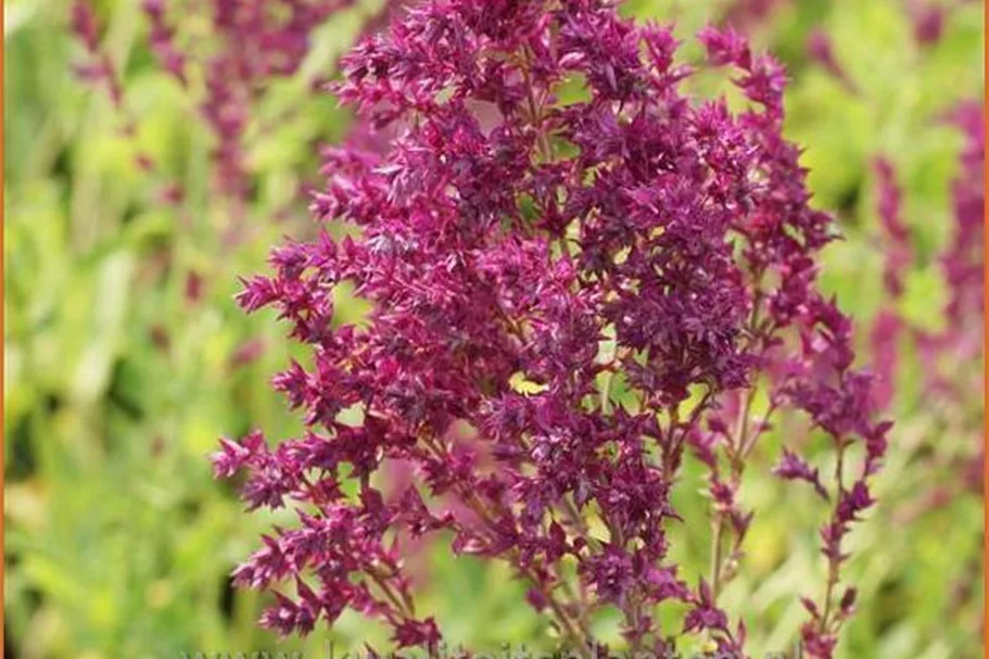 Salvia nemorosa 'Schwellenburg'
