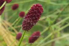 Sanguisorba 'Tully'