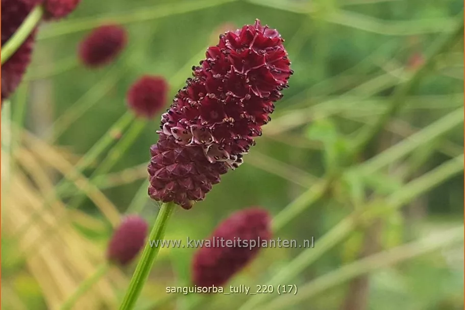Sanguisorba 'Tully'
