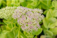 Sedum spectabile 'Brillant'