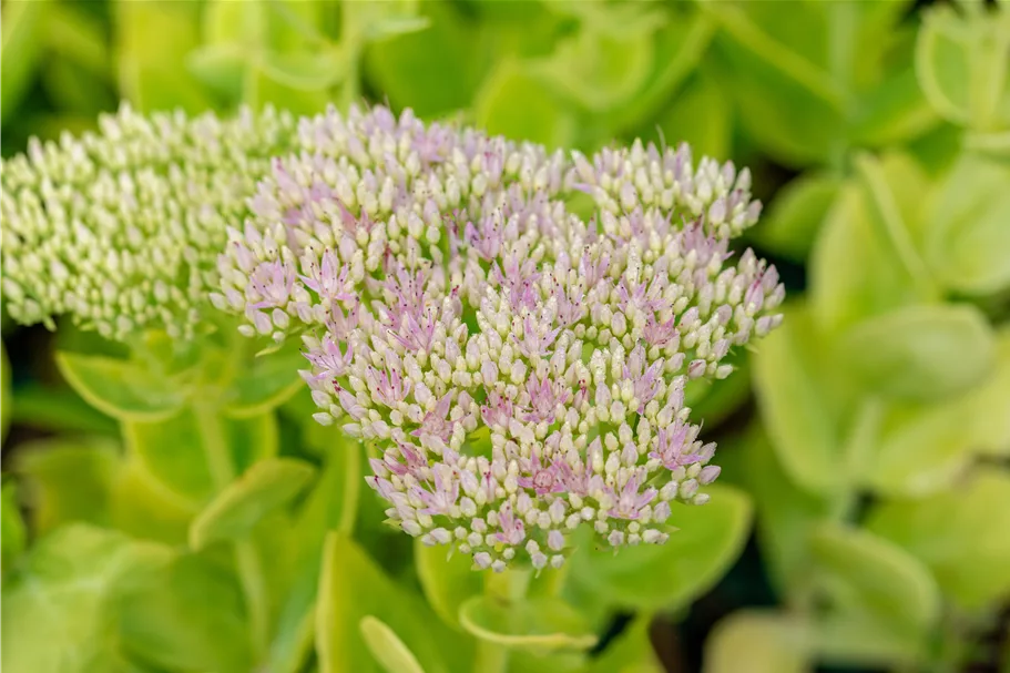Sedum spectabile 'Brillant'