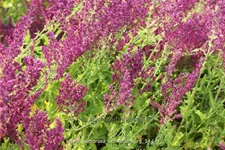Salvia nemorosa 'Schwellenburg'