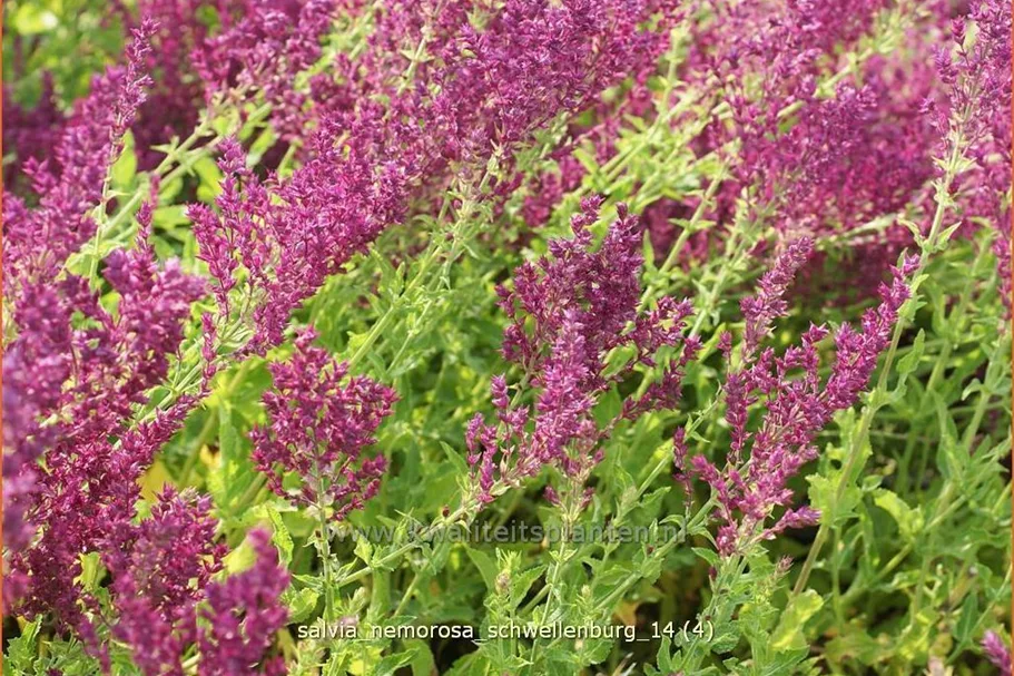 Salvia nemorosa 'Schwellenburg'