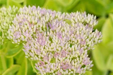 Sedum spectabile 'Brillant'
