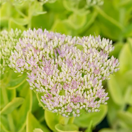 Sedum spectabile 'Brillant'