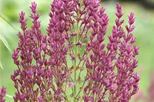 Salvia nemorosa 'Schwellenburg'