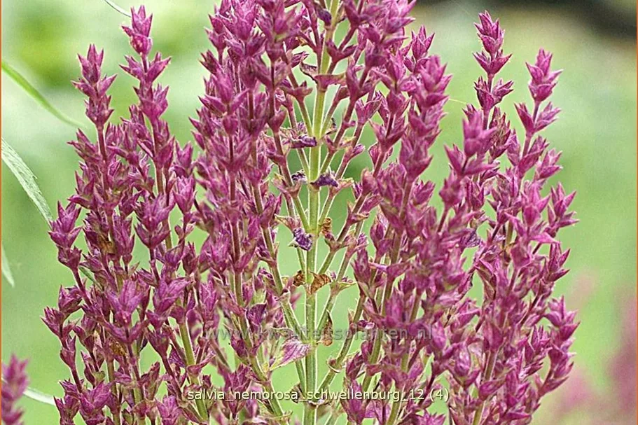 Salvia nemorosa 'Schwellenburg'