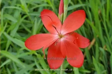 Schizostylis coccinea 'Major'