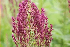 Salvia nemorosa 'Schwellenburg'