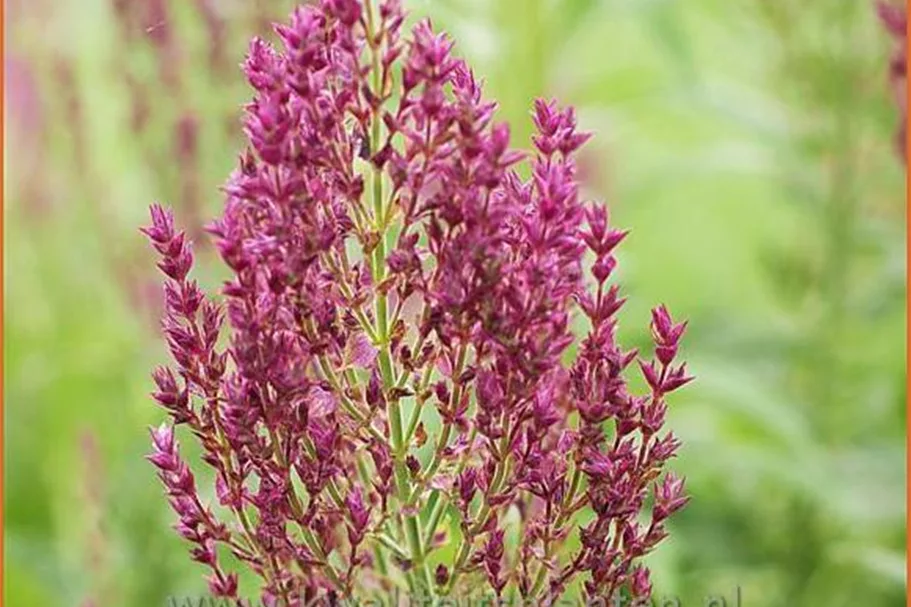 Salvia nemorosa 'Schwellenburg'