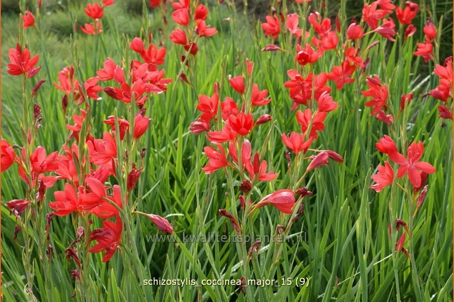 Schizostylis coccinea 'Major'