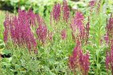 Salvia nemorosa 'Schwellenburg'