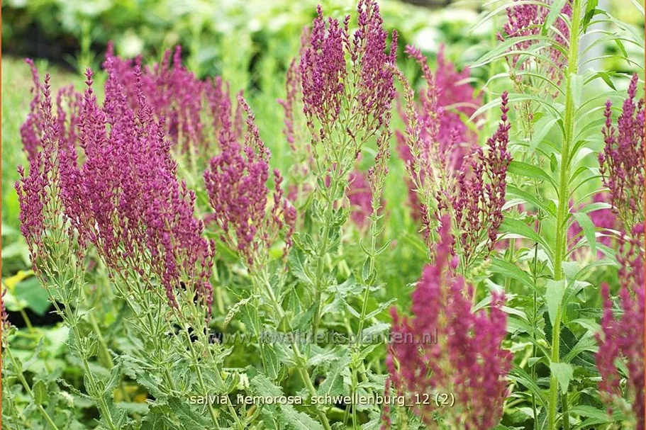 Salvia nemorosa 'Schwellenburg'
