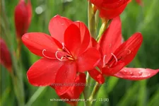Schizostylis coccinea 'Major'