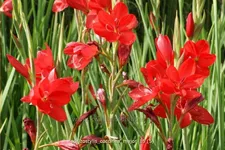 Schizostylis coccinea 'Major'
