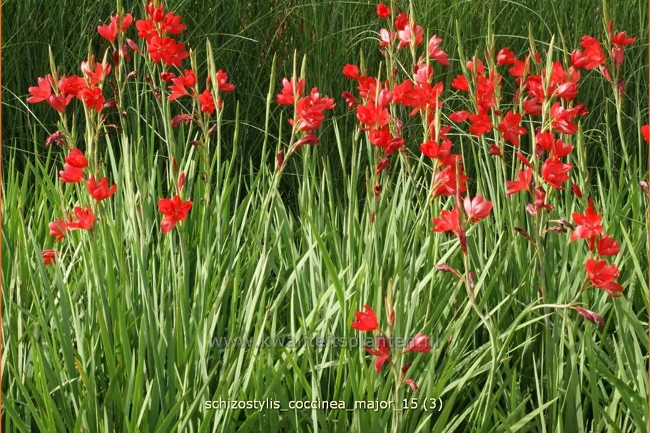 Schizostylis coccinea 'Major'