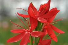 Schizostylis coccinea 'Major'
