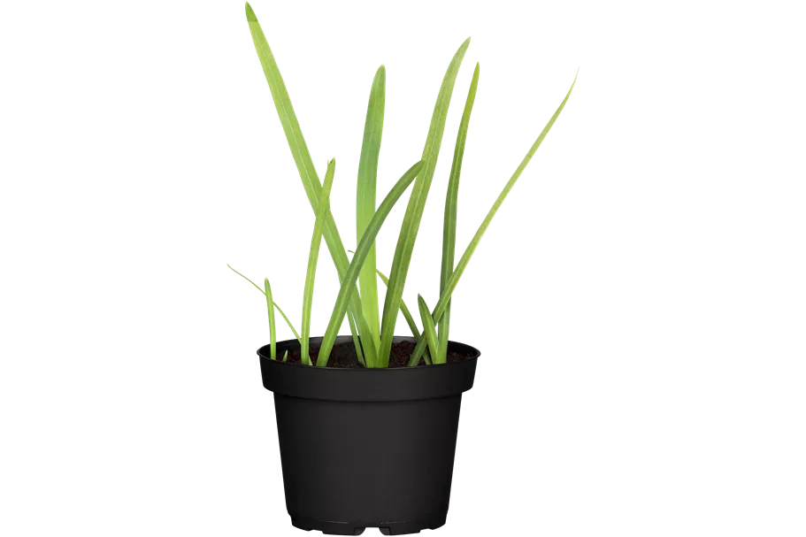 Schizostylis coccinea 'Major'