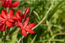 Schizostylis coccinea 'Major'