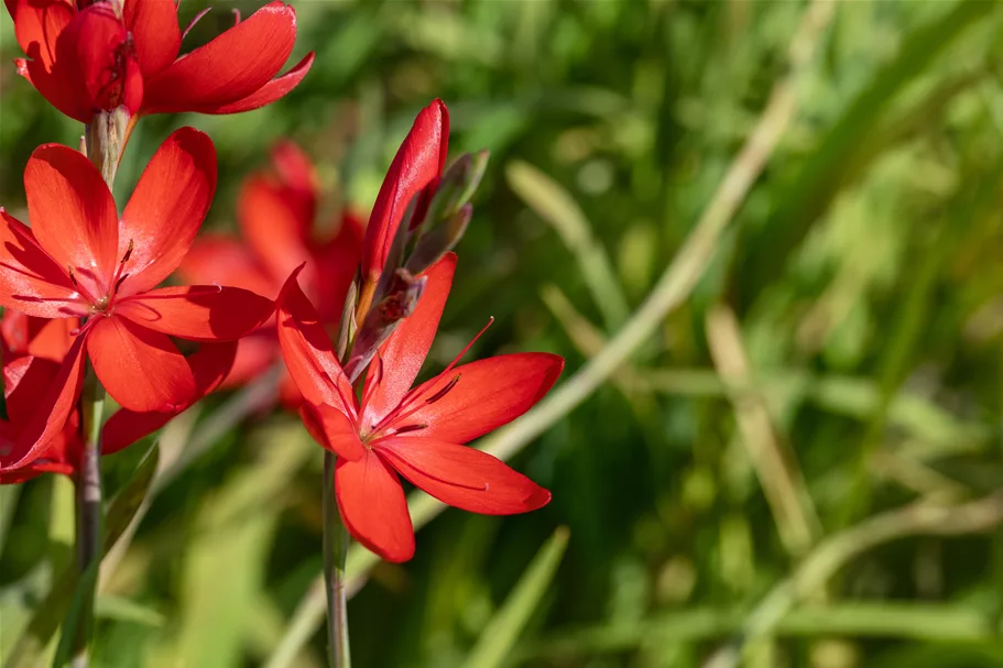 Schizostylis coccinea 'Major'