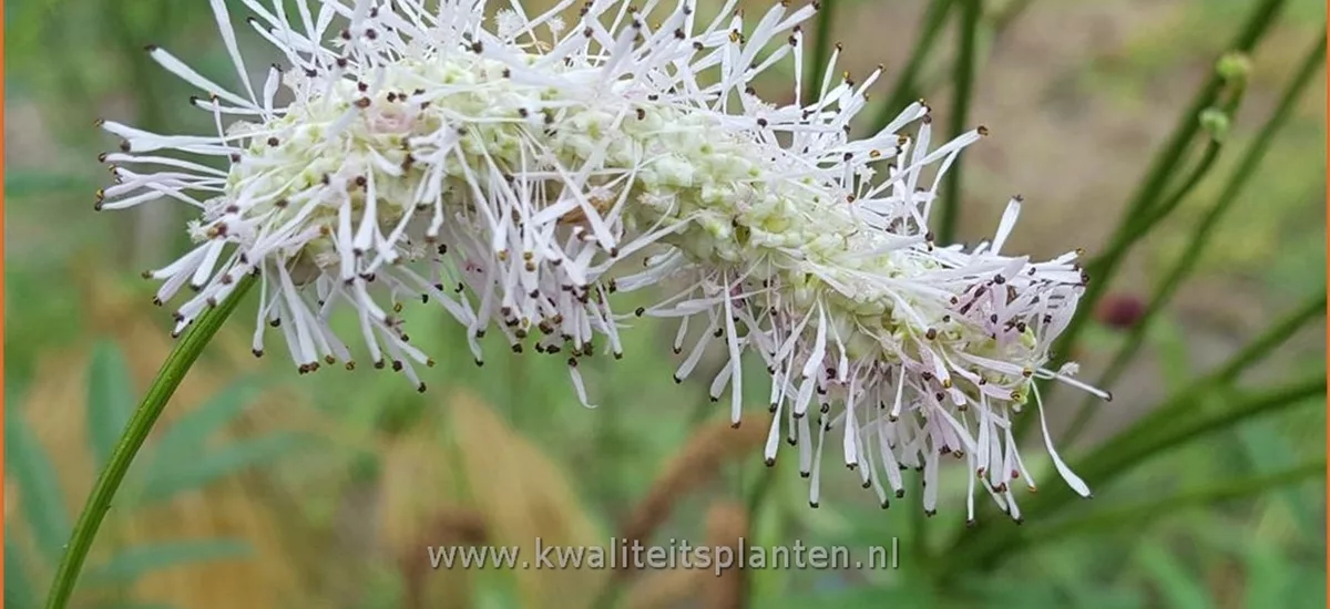 Sanguisorba 'White Brushes'