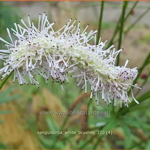 Sanguisorba 'White Brushes'