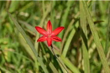 Schizostylis coccinea 'Major'
