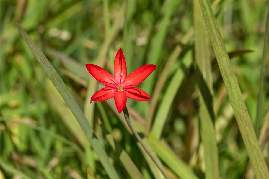 Schizostylis coccinea 'Major'