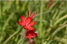 Schizostylis coccinea 'Major'