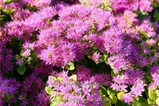 Sedum spectabile 'Carmen'