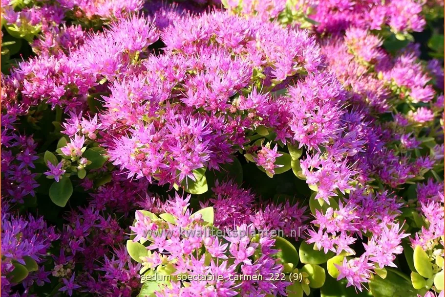 Sedum spectabile 'Carmen'