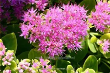Sedum spectabile 'Carmen'