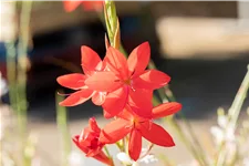 Schizostylis coccinea 'Major'