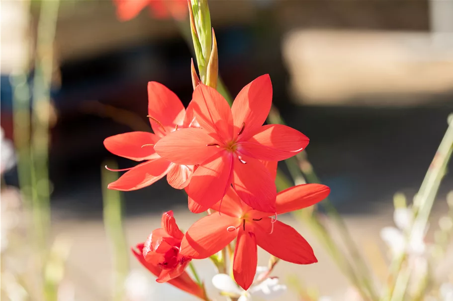 Schizostylis coccinea 'Major'
