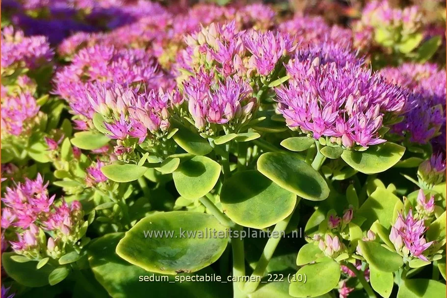 Sedum spectabile 'Carmen'