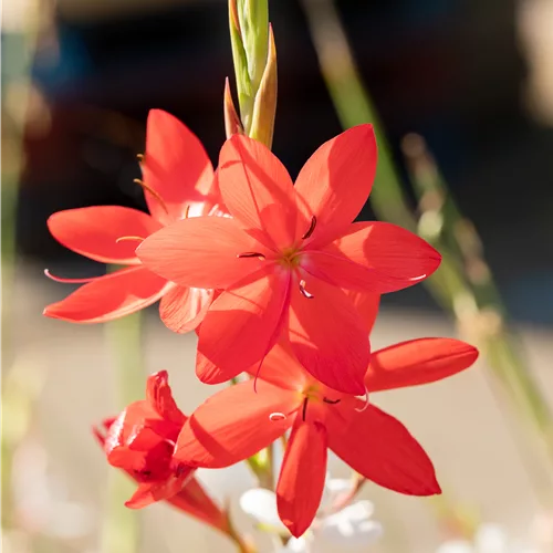 Schizostylis coccinea 'Major'