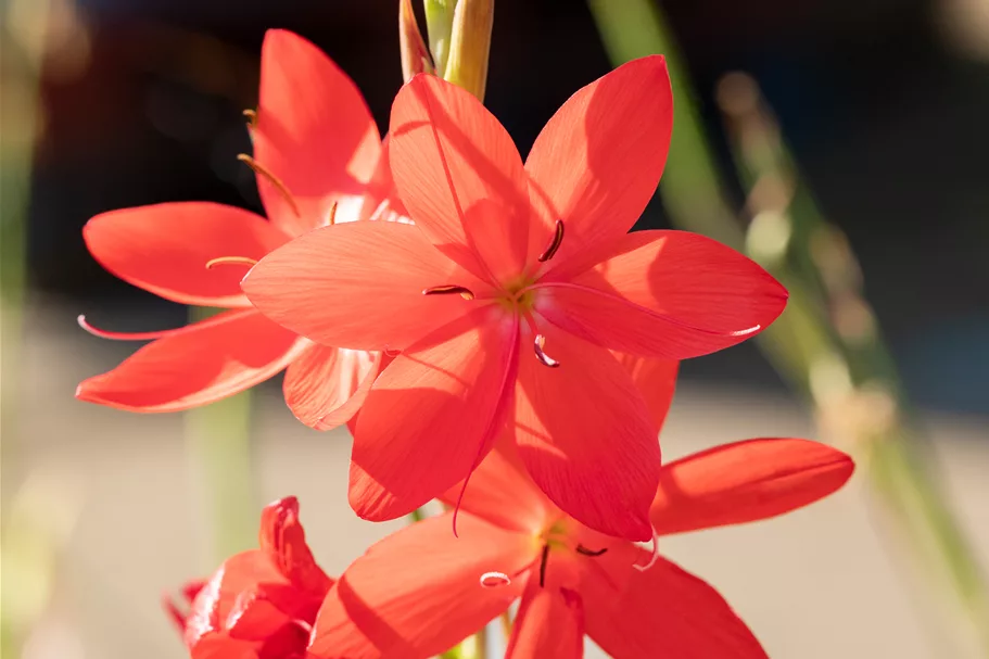 Schizostylis coccinea 'Major'