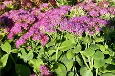 Sedum spectabile 'Carmen'