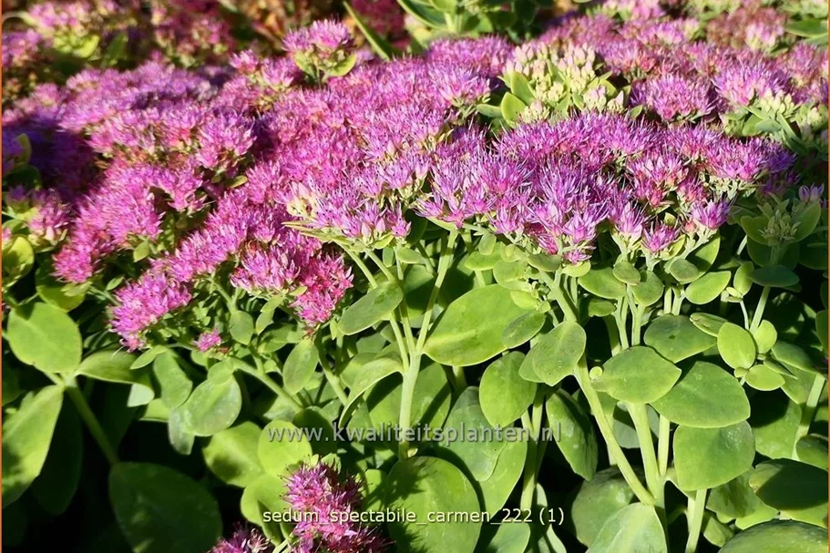 Sedum spectabile 'Carmen'