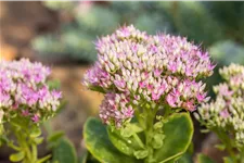 Sedum spectabile 'Carmen'