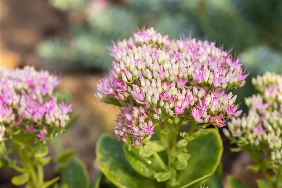 Sedum spectabile 'Carmen'