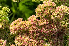 Sedum spectabile 'Carmen'